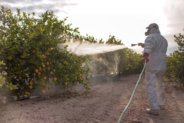 Best Ant Control Services  in Anahuac, TX
