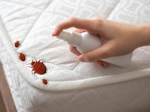 Best Bed Bug Extermination  in Anahuac, TX