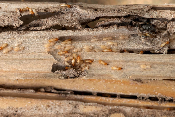 Best Emergency Pest Control  in Anahuac, TX